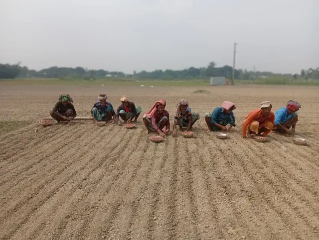 গোয়ালন্দে আগাম পেঁয়াজ আবাদে ব্যস্ত কৃষক, সার সংকটের অভিযোগ