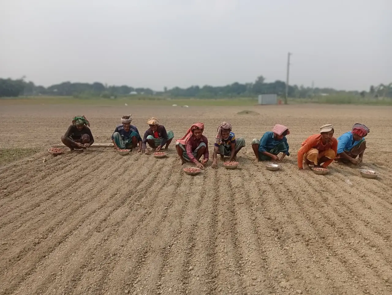 গোয়ালন্দে আগাম পেঁয়াজ আবাদে ব্যস্ত কৃষক, সার সংকটের অভিযোগ